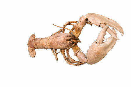 marine crustacean aquatic animal isolated on white background