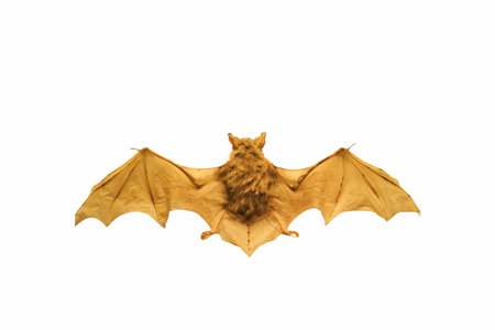 a dissected bat cut out on a white background with spread wings