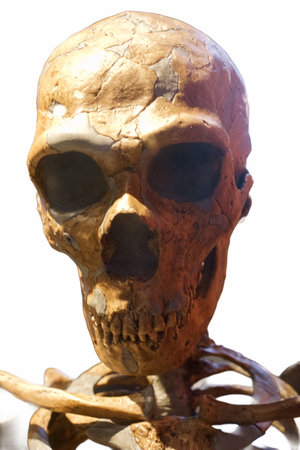 a human skull of a primitive man from ancient times