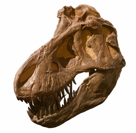 skull of a prehistoric animal cut off on a white backgroundの写真素材
