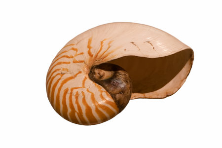 a sea snail shell cut off on a white background