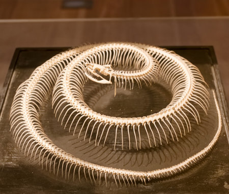 coiled snake skeleton with white bones visible