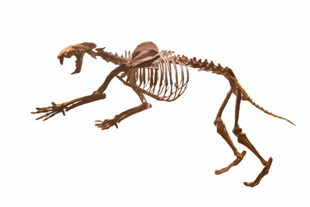 skeleton bones of an ancient animal cut off on a white backgroundの写真素材