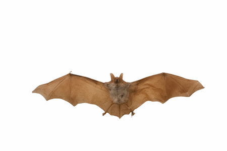 a dissected bat cut out on a white background with spread wingsの写真素材