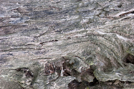 ...closeup of tree bark as a natural background