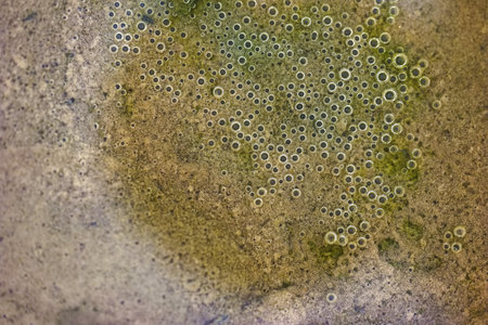 closeup of bubbles in a puddle as a background