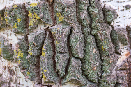 ...closeup of tree bark as a natural background