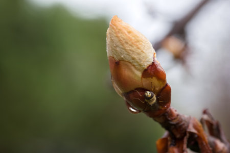 a bud developing in springの写真素材