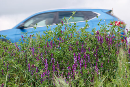 A blue car passes by a lush patch of purple wildflowers located in the countryside under a cloudy sky. The greenery adds vibrant color to the serene landscape.の写真素材