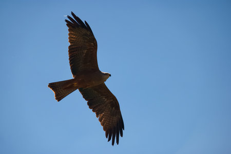 A hawk glides effortlessly through a vibrant blue sky on a sunny day, showing its impressive...