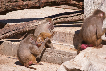 A group of baboons engages in playful activities within a wildlife sanctuary. The sun shines...