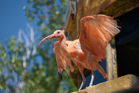 A pink bird with outstretched wings stands on a ledge under a bright blue sky. Surrounding greenery...
