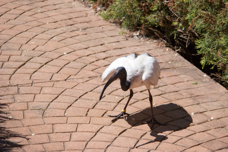 A white ibis is seen walking on a patterned brick path surrounded by greenery. The sun illuminates the bird, highlighting its features and the tranquility of the setting.の写真素材