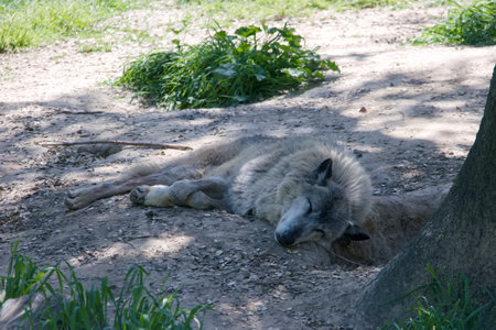 A wolf is lying comfortably on the earth, surrounded by greenery and dirt. Sunlight filters through...