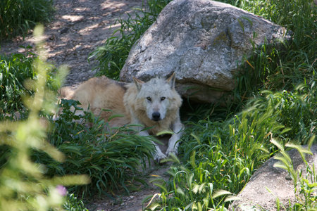 A light colored wolf is resting among lush green grass and stones, enjoying a calm moment in its...