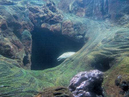 Bright underwater setting showcases a unique cave entrance surrounded by intricate rock formations....