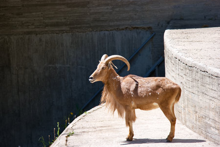 A mountain goat is standing proudly on a ledge, showing its prominent horns and dense fur. The environment is sunny.の写真素材