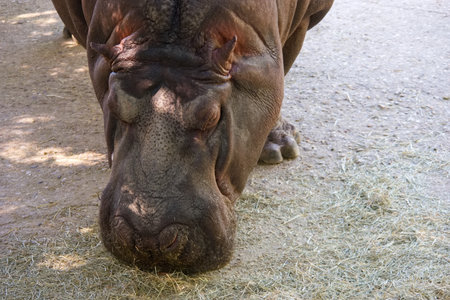 A large hippopotamus is seen grazing on dried grass in a warm, sunny environment at the zoo. The animal appears calm and focused as it eats, surrounded by a natural setting.の写真素材