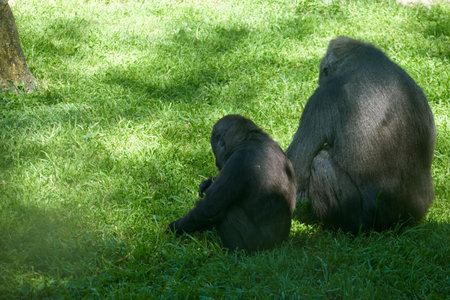 Two gorillas sit close in a grassy area under the sun. The adult gorilla appears relaxed while the...