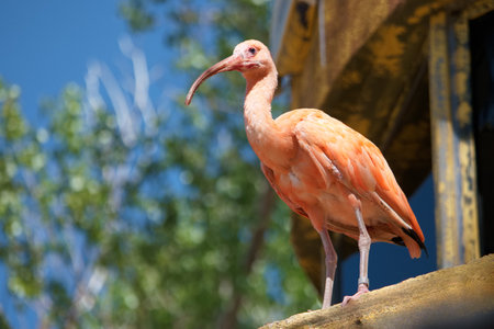 A vibrant bird with orange plumage stands on a ledge, showing its long beak and striking colors against a stunning blue sky and green foliage. Sunlight enhances the vivid hues of its feathers.の写真素材