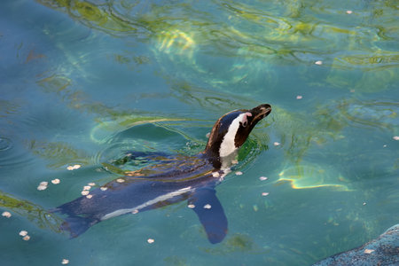A penguin glides gracefully through clear blue water, displaying its sleek body as sunlight creates shimmer on the surface.の写真素材