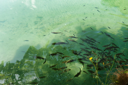 Schools of various fish swim gracefully in crystal clear water, surrounded by vibrant greenery and sunlight reflecting off the surface. Nature showcases its beauty.の写真素材