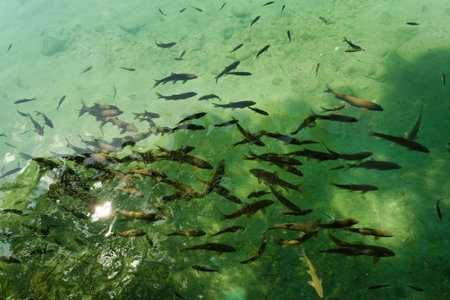 Schools of fish can be seen swimming gracefully in clear water. Sunlight filters through the surface, illuminating the tranquil scene at a peaceful aquatic location.の写真素材