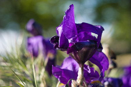 Delicate purple flowers with unique petal shapes thrive in a lush garden, bathed in warm sunlight,...