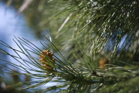 A pine cone rests among vibrant green pine needles, illuminated by natural sunlight. The background...