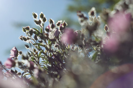 Wildflowers in various shades flourish against the backdrop of a clear blue sky. Sunlight...