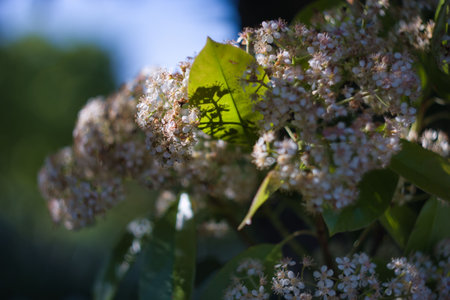 White flowers are blooming vibrantly in a garden, illuminated by sunlight filtering through leaves. The scene captures the essence of spring with nature's beauty on display.の写真素材