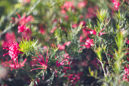 Bright pink flowers create a stunning contrast against dense green foliage in a vibrant garden, capturing the beauty of nature during a sunny summer day.の写真素材