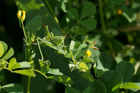 A grasshopper rests on lush green foliage with bright yellow flowers in the background. Sunlight...