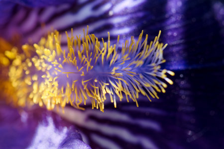 A close up captures the deep purple hues of an iris flower, revealing its delicate petals and bright yellow stamens. The intricate patterns and colors evoke a sense of natural beauty.の写真素材