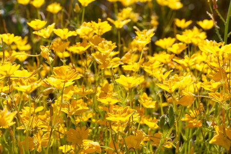 A lush meadow filled with bright yellow wildflowers flourishes under a clear blue sky. Sunlight...