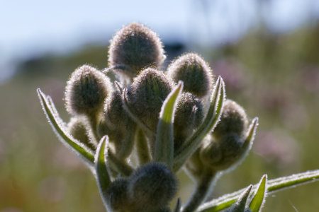 Soft, fuzzy plant buds are clustered together in a sunlit field. The image captures delicate...