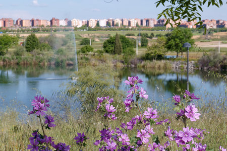 Vibrant purple flowers bloom in the foreground by a calm lake, reflecting a clear blue sky. In the distance, modern buildings line the horizon, creating a beautiful contrast with nature.の写真素材