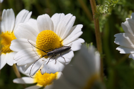 A black beetle is actively foraging on a white daisy flower with a yellow center. The scene captures...