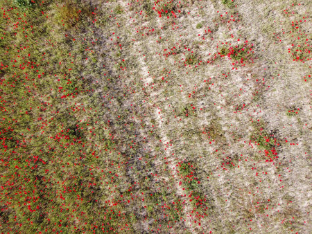 Bright red wildflowers spread across a sprawling field, blending harmoniously with patches of green grass. The scene captures the essence of a vibrant spring afternoon.の写真素材