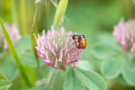 Two orange beetles are engaging in mating behavior on a pink clover flower surrounded by lush green...