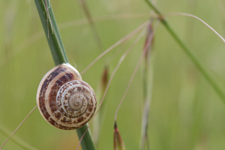 A snail ascends a slender blade of grass in a peaceful environment during the warm afternoon. The soft light highlights its spiral shell and the surrounding greenery.の写真素材
