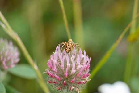 A golden spider sits atop a pink clover flower, blending with the natural greenery of the meadow. The sun highlights its intricate markings and the delicate petals.の写真素材