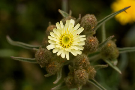 Bright yellow wildflower opens its petals surrounded by budding flowers and lush green leaves in a...