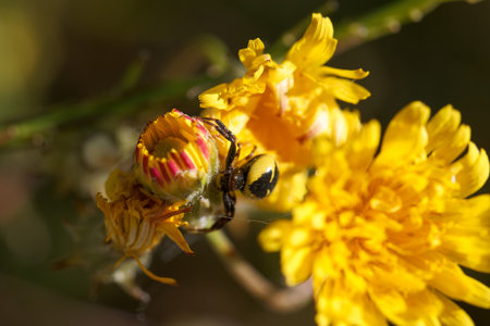 An insect gathers pollen from vibrant yellow flowers, showcasing the vital role of pollinators in...