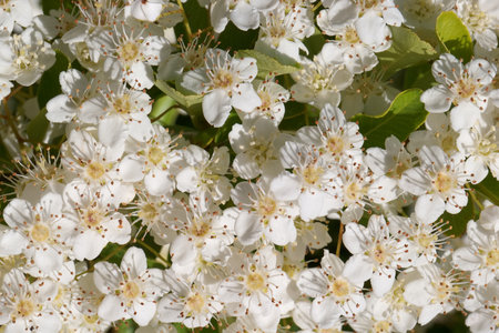 A vibrant display of white flowers blooms abundantly in a spring garden, illuminated by warm...