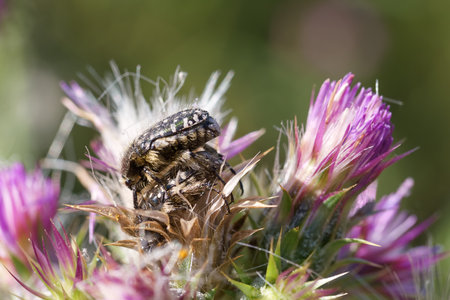 A detailed look at a small beetle resting on vibrant thistle flowers under sunlight. The beetle showcases distinct patterns while surrounded by delicate purple petals during spring.の写真素材