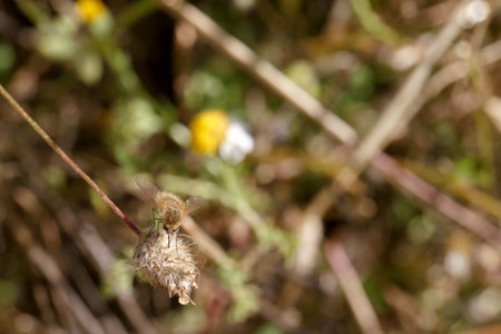 A bumblebee is seen gathering nectar from a delicate flower amidst vibrant greenery in a wildflower meadow. The sunny atmosphere enhances the busy activity of spring.の写真素材