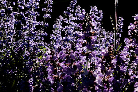 In a garden, purple flowers flourish under the warm light of the late afternoon sun, creating a...