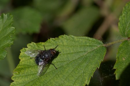 A fly is perched on a vibrant green leaf, illuminated by sunlight filtering through the trees. The natural setting highlights the intricately designed features of the insect against a blurred background.の写真素材