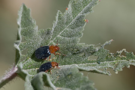 Two small beetles rest on a leaf, surrounded by fine details of the plant's surface, showing their distinct colors and textures during a sunny day outdoors.の写真素材